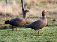 brent-geese